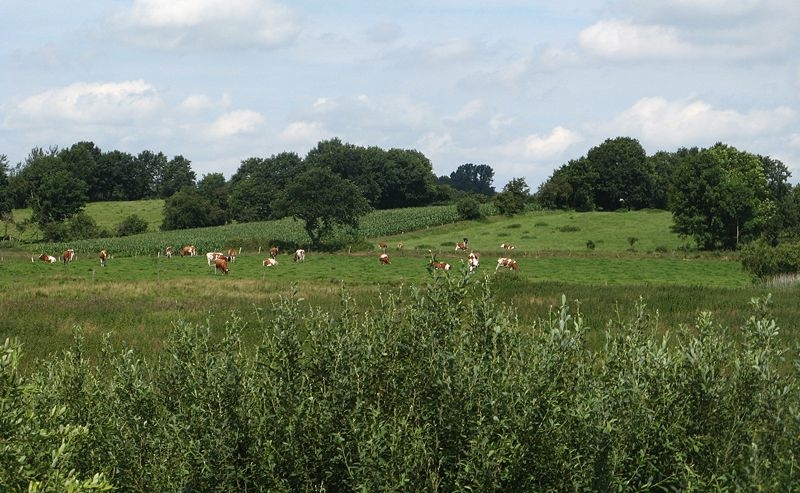 Image:Drpling hohe geest.jpg
